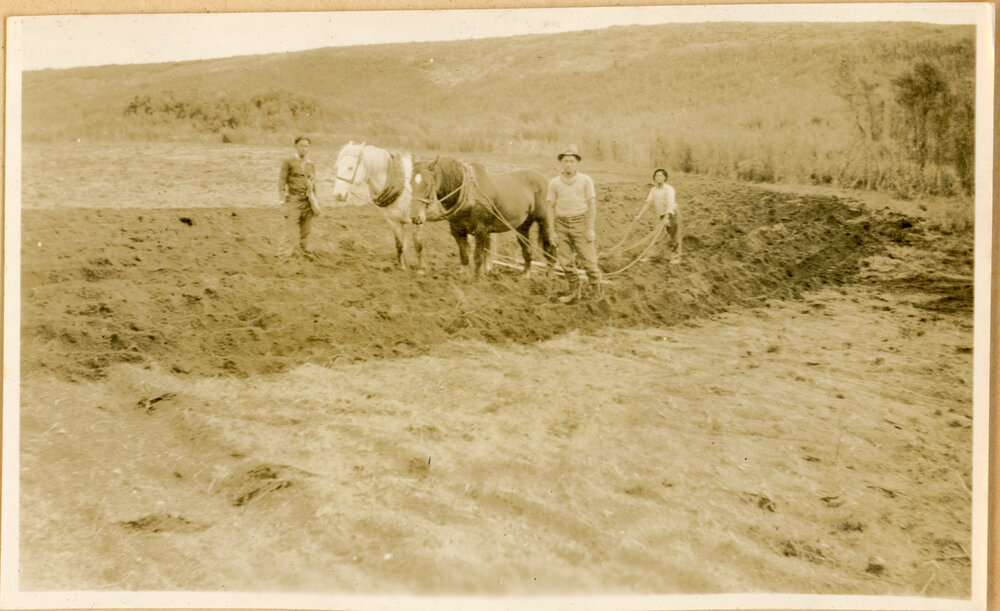 Planting Potatoes
