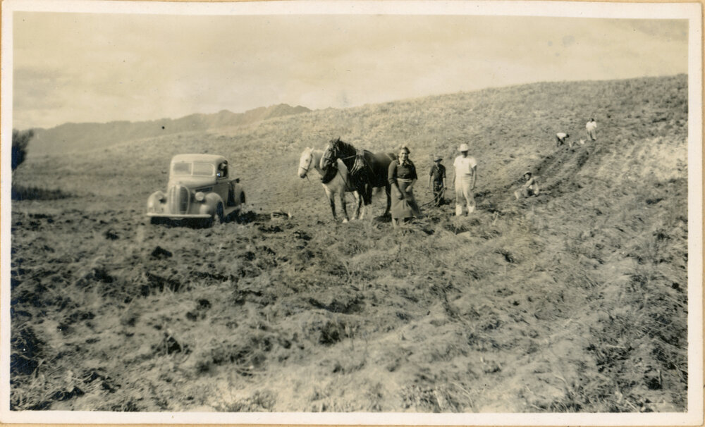 Lifting The Potatoes