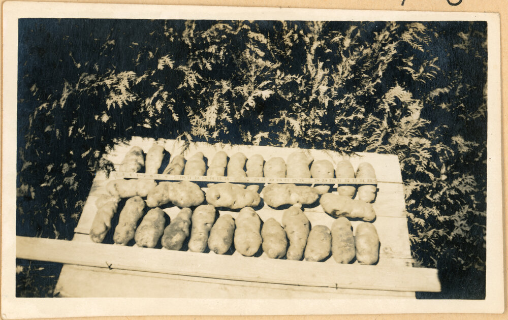 Dakota Red Potatoes