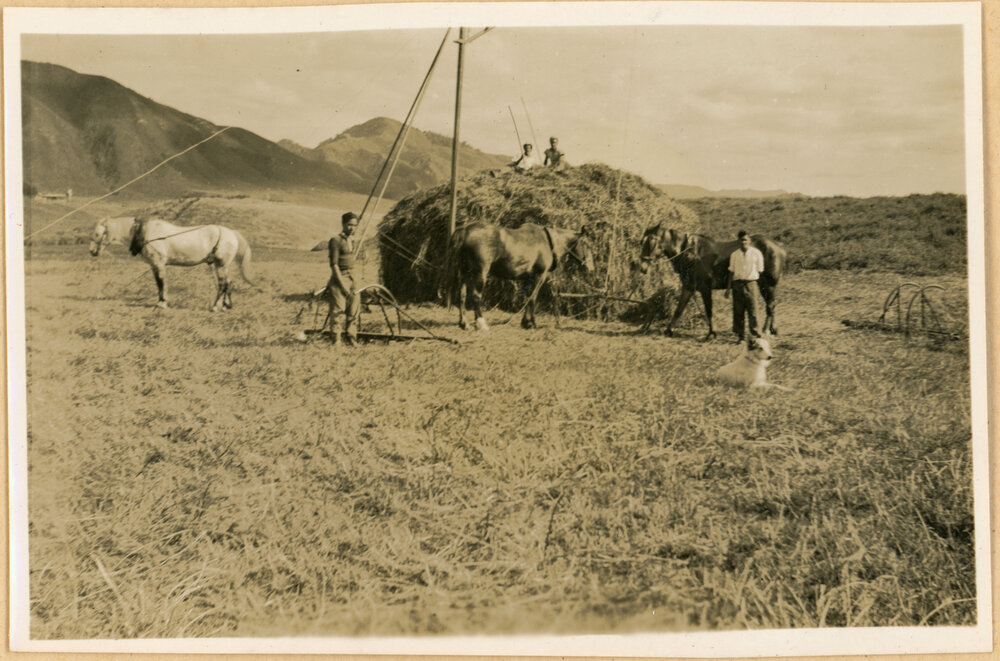 Stacking The Hay