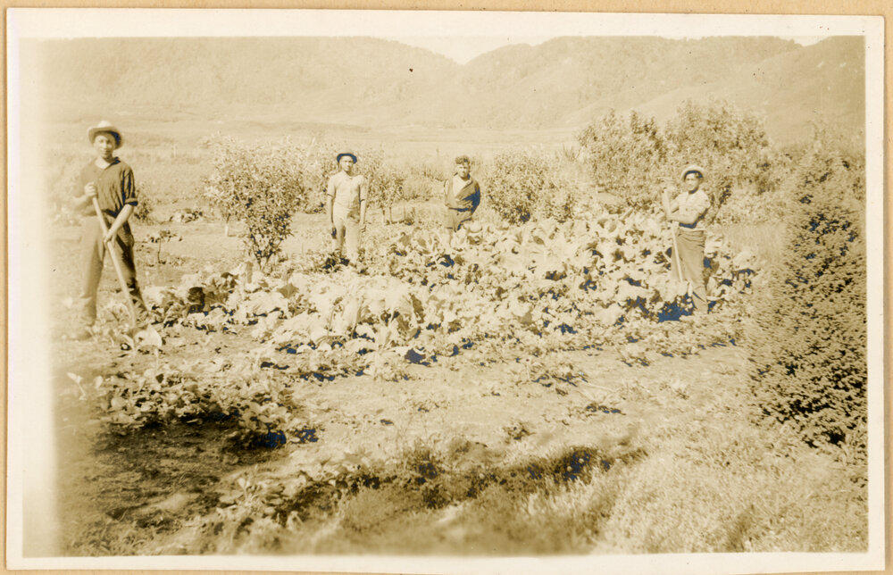 The Vegetable Garden
