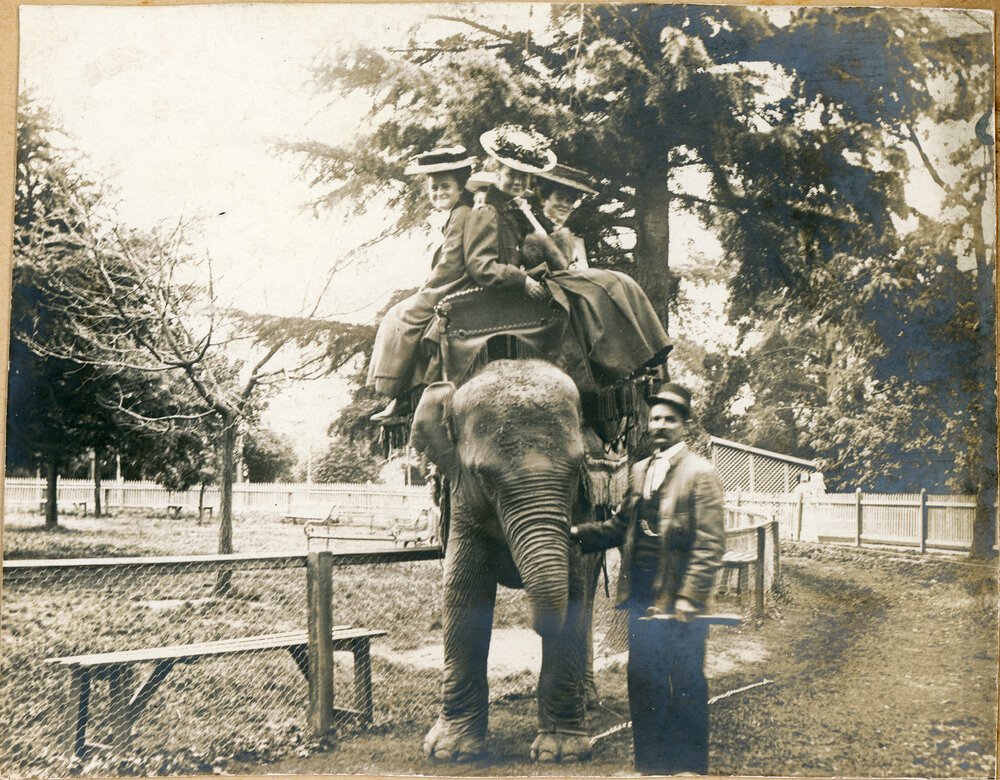 Elephant Ride