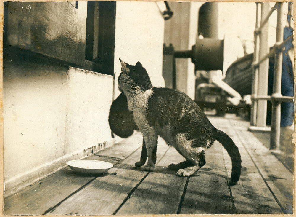 Ship's Cat