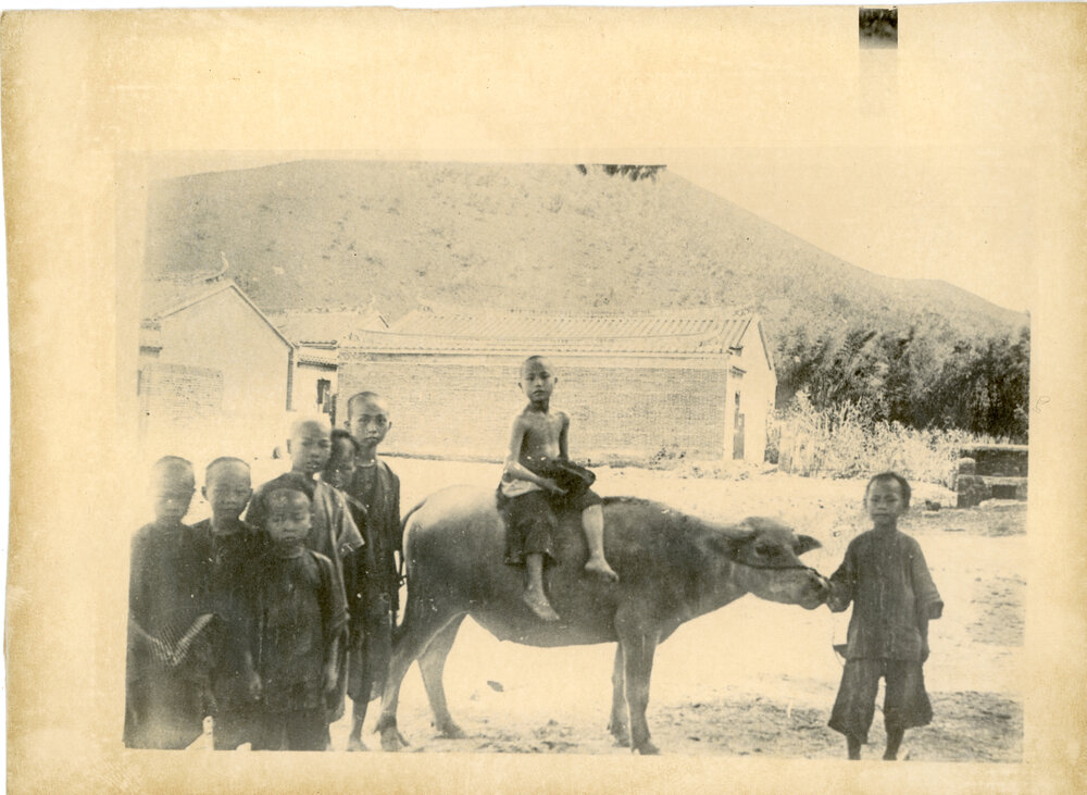 Chinese Children with Water Buffalo