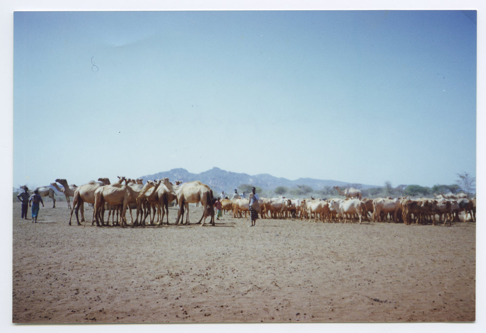 Camels at 'El Das'