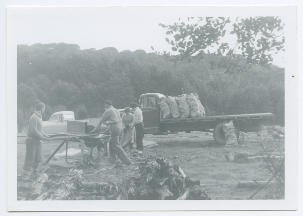 Cutting up wood for firewood