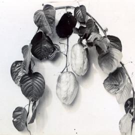 Granadilla fruit