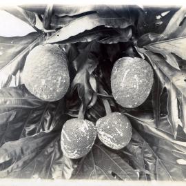 Breadfruit