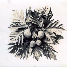 Breadfruit