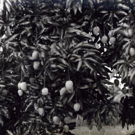 Fruit of the Mango