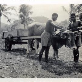 The mission bullock cart, Tongoa