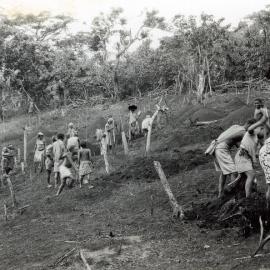 Making yam heaps