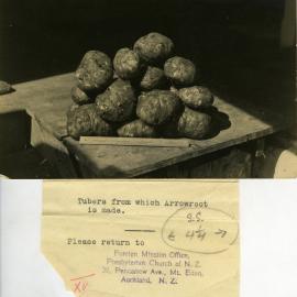 Tubers from which arrowroot is made
