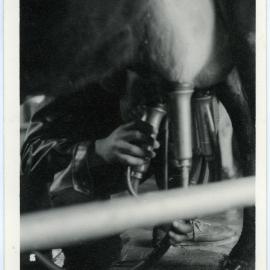 Unknown man milking a cow, 1960