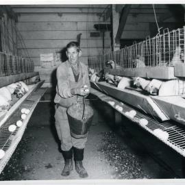 Allan Marr collecting eggs, Glendining Home, 1960