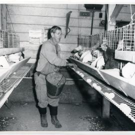 Allan Marr collecting eggs, Glendining Home, 1969