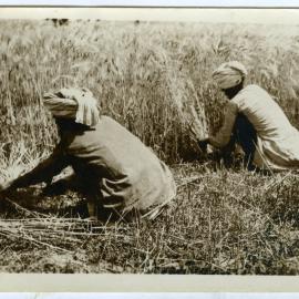 Harvesting grain
