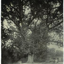 Large tree on the road to Railway Station