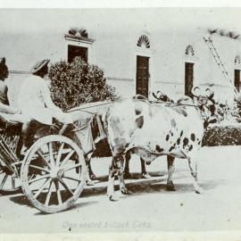 A bullock ekka (cart)