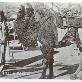 "Khara Camel and Baluch"