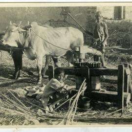 Pressing sugar cane