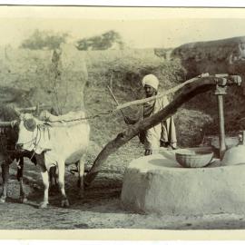 Corn grinding