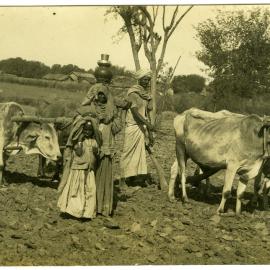 Two unidentified men ploughing with oxen