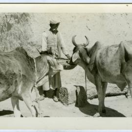 Oxen feeding