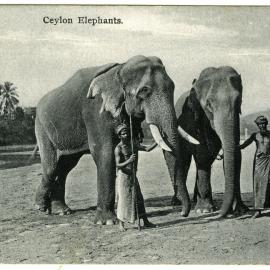 Ceylon Elephants