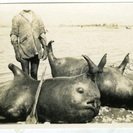 Inflated cow hide floats 