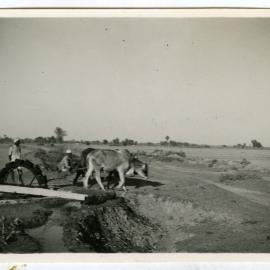 Bullocks on the Persian wheel