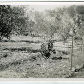 Unknown orchard