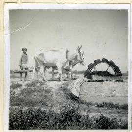 Cattle turning a Persian wheel
