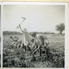 Unidentified Indian children hoeing a field