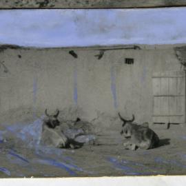 Cattle byre