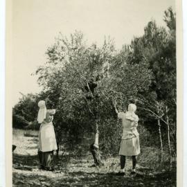 Picking olives at Jagadhri
