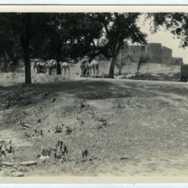 Camels on roadway, Kharar.