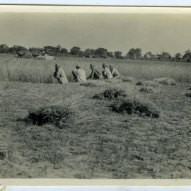 Cutting wheat