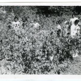 "Among the cotton they grew themselves"