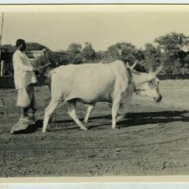 Indian farmer harrowing