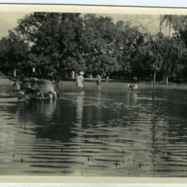 A flooded rice field 