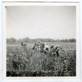 Hoeing a field