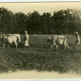Farmers ploughing a field