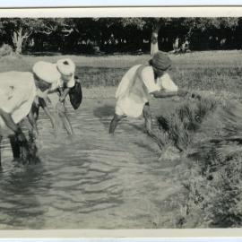 Washing the clumps of rice