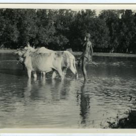 Preparing a field for rice planting
