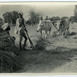 "Treading out the corn"