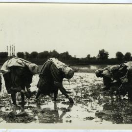 Rice planters