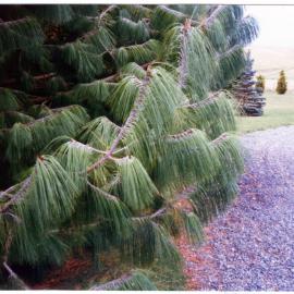 Oregon Pine, Te Anau, 1988