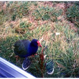 Takahe, Te Anau