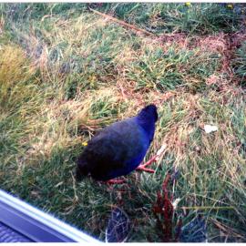 Takahe, Te Anau